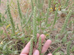 Image of annual marsh elder