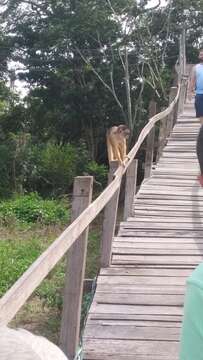 Image of Spix's white-fronted capuchin