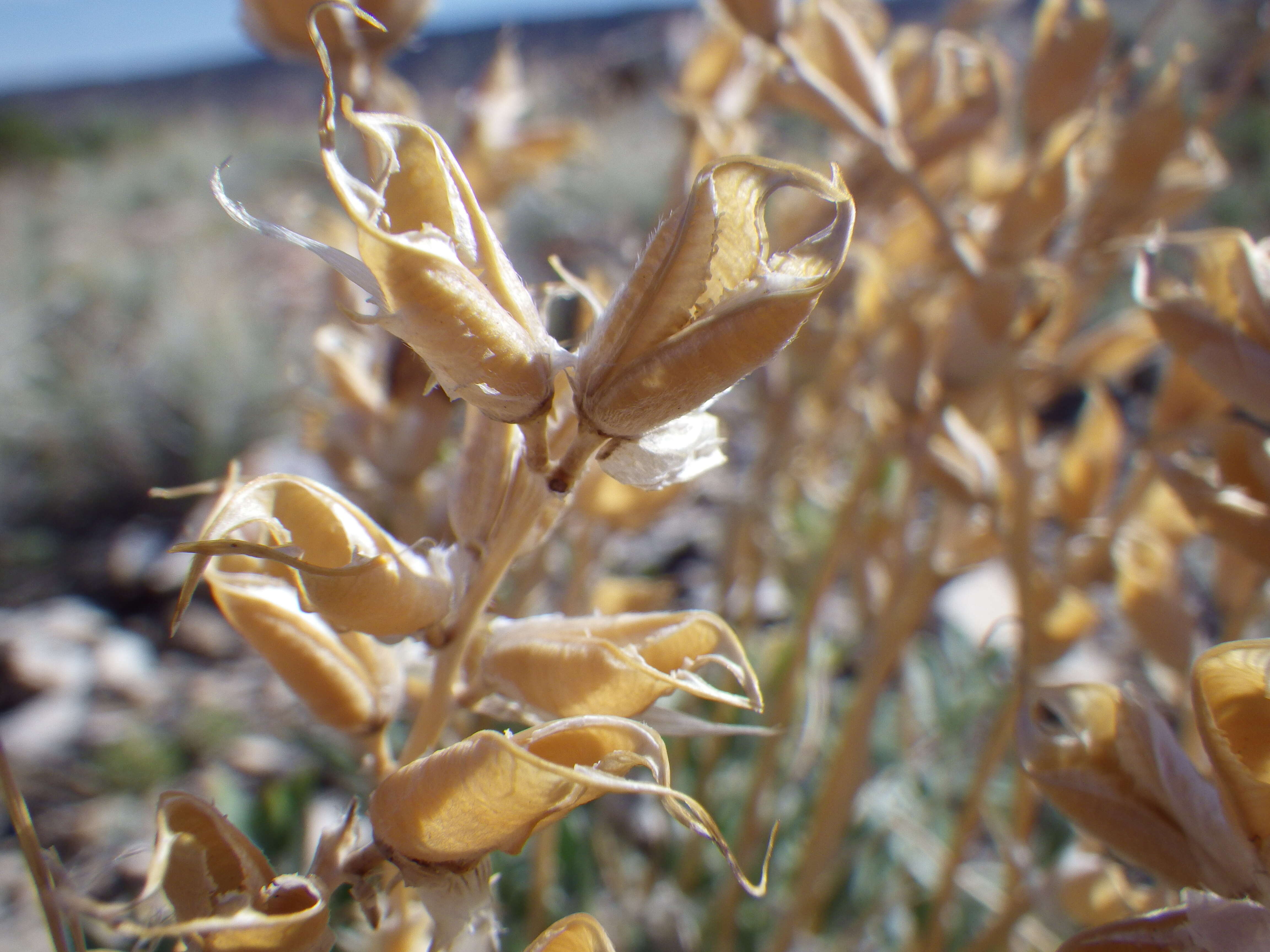 Image of white locoweed