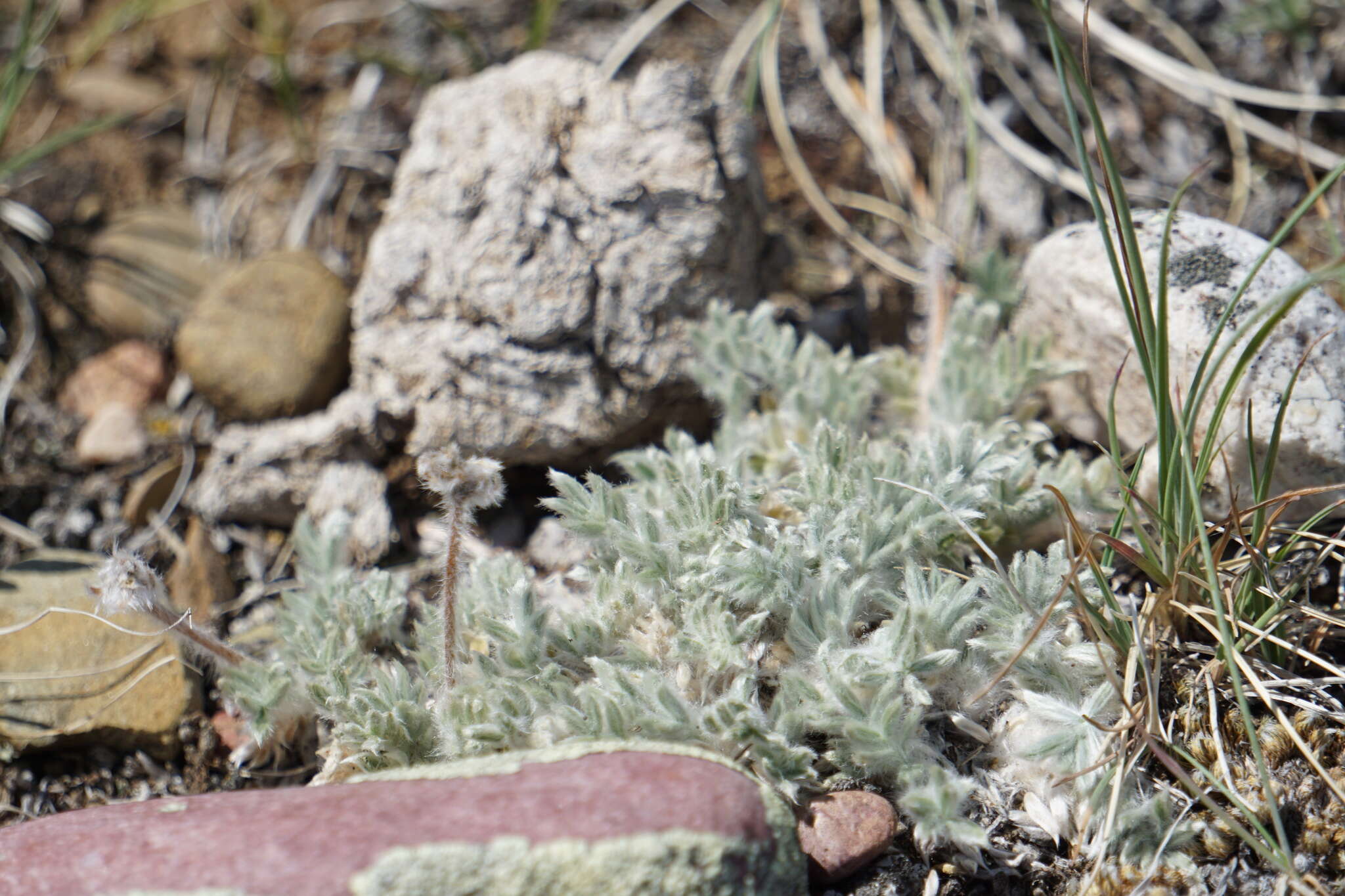 Image of haresfoot locoweed