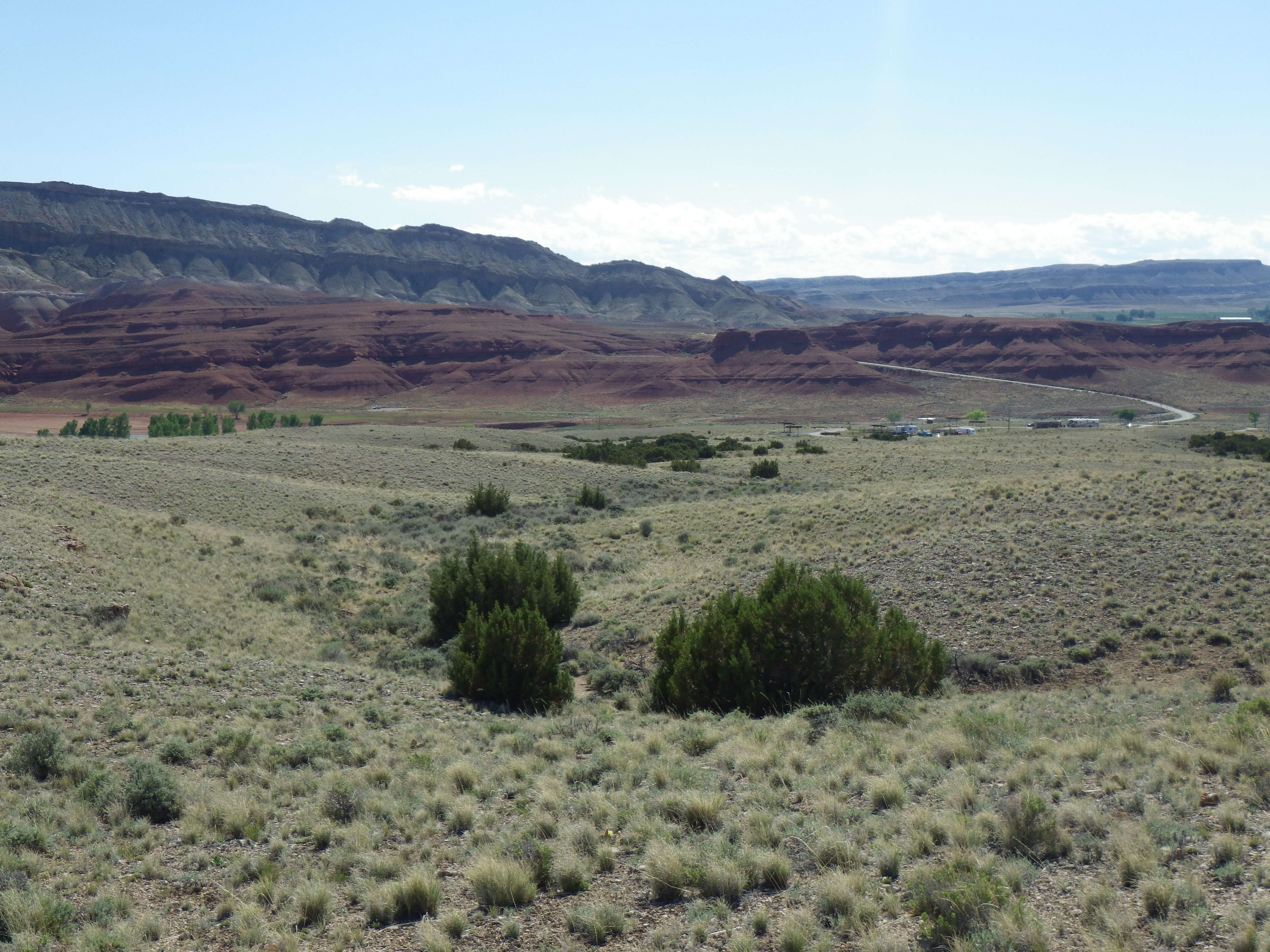 Image of Bigberry Juniper