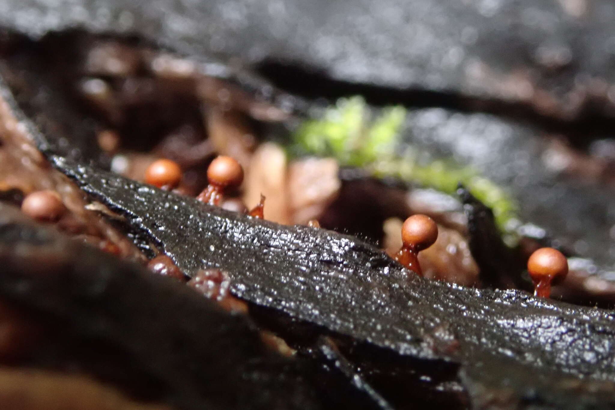 Image of Metatrichia floriformis