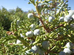 Image of Bigberry Juniper