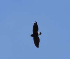 Image of Böhm's Spinetail