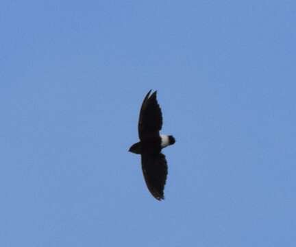 Image of Böhm's Spinetail