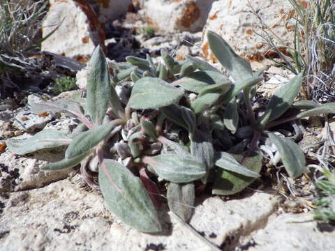 Image of alpine golden buckwheat