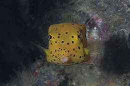 Image of Yellow boxfish