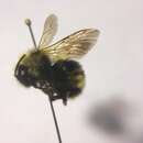 Imagem de Bombus flavidus Eversmann 1852