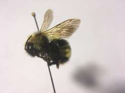 Imagem de Bombus flavidus Eversmann 1852