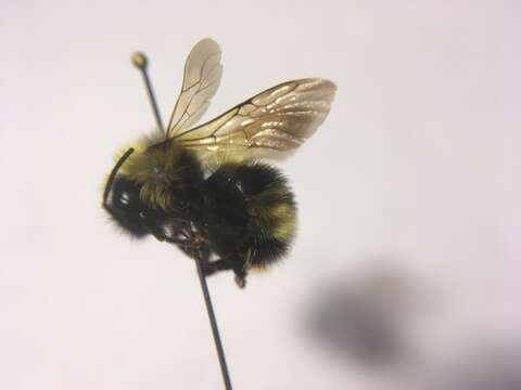 Image of Fernald Cuckoo Bumble Bee