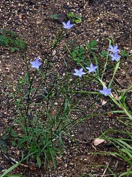 Wahlenbergia capillaris (G. Lodd.) G. Don resmi