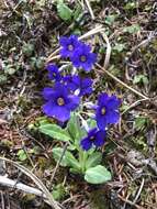 Image of Primula griffithii (Watt) Pax