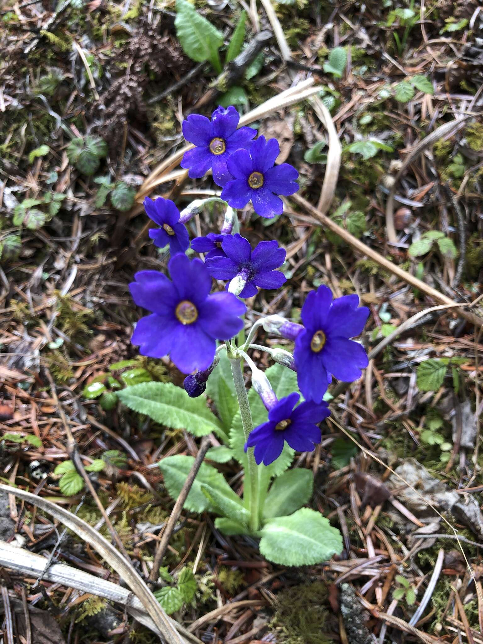 Image of Primula griffithii (Watt) Pax