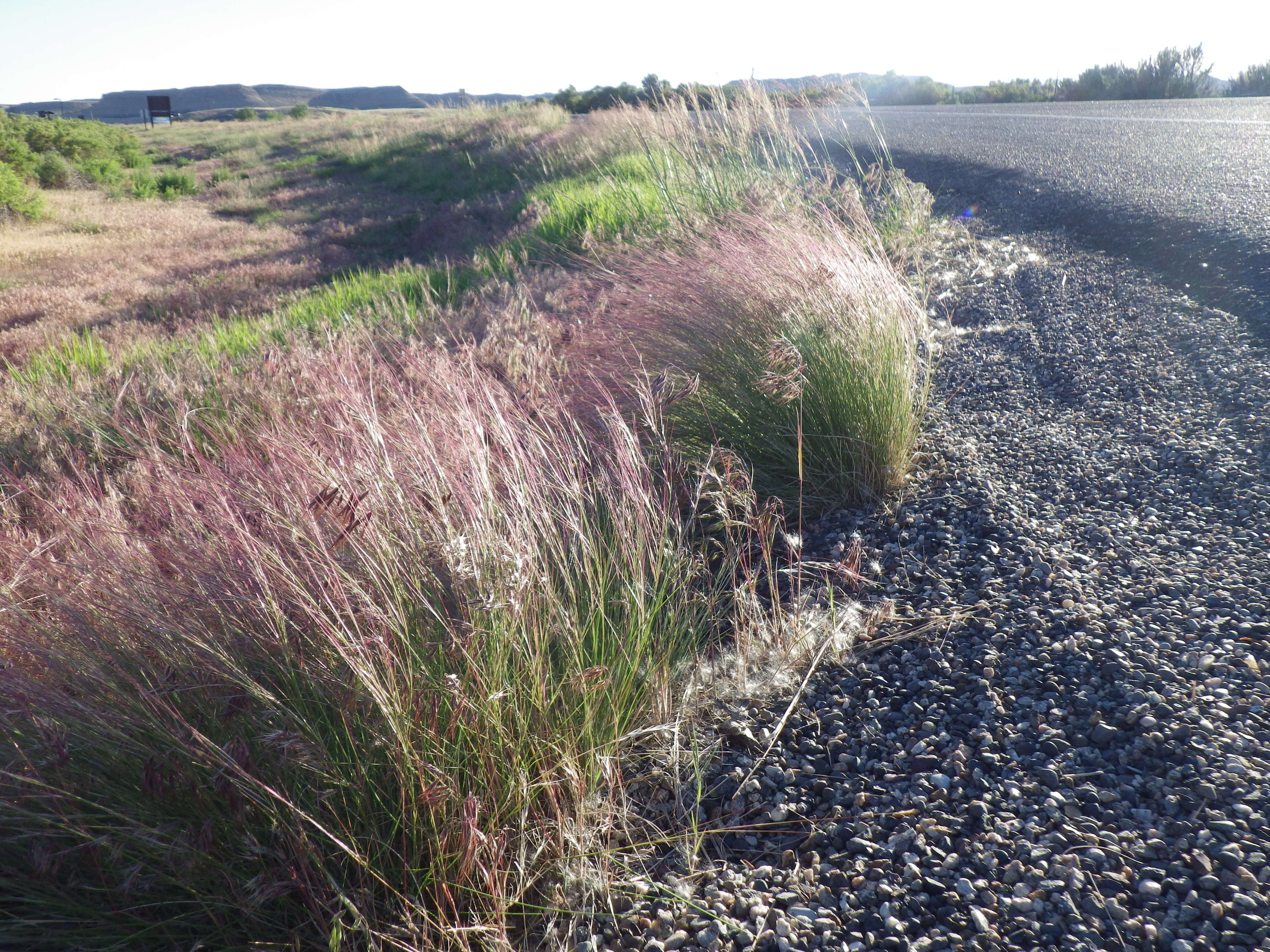 Aristida purpurea Nutt.的圖片