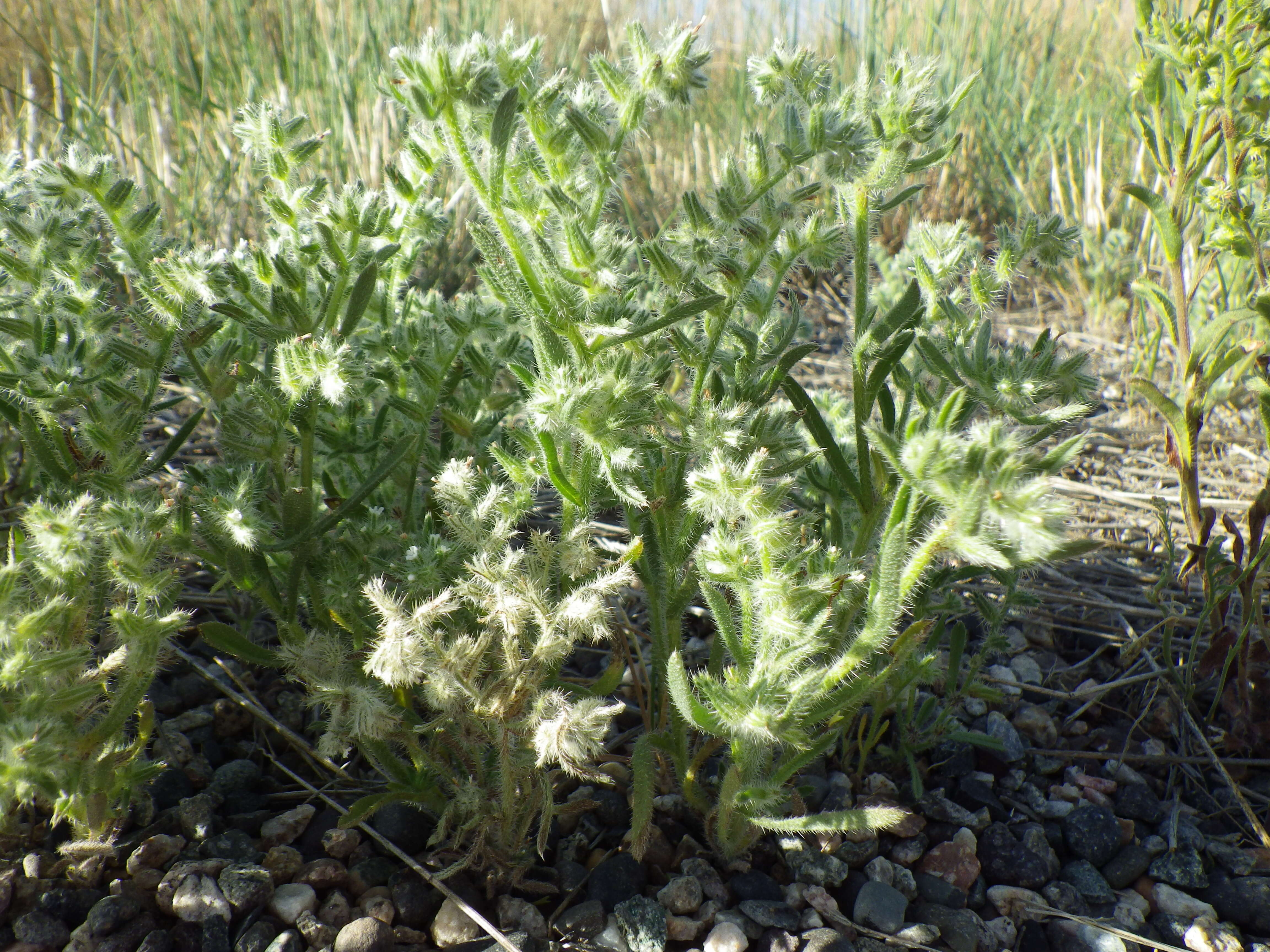 Image de Cryptantha scoparia A. Nels.