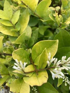 Image of Ligustrum vicaryi Rehder