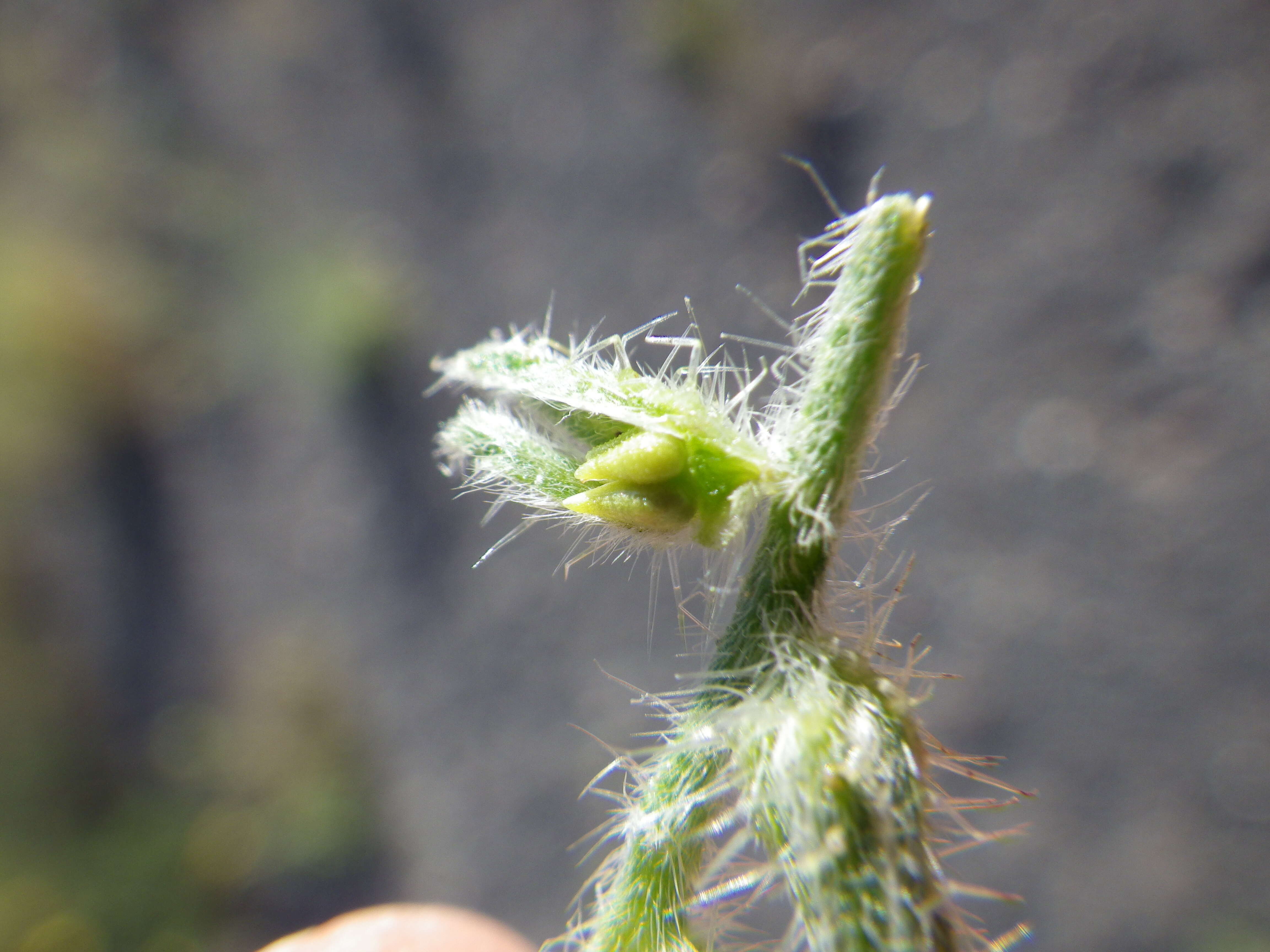 Image de Cryptantha scoparia A. Nels.