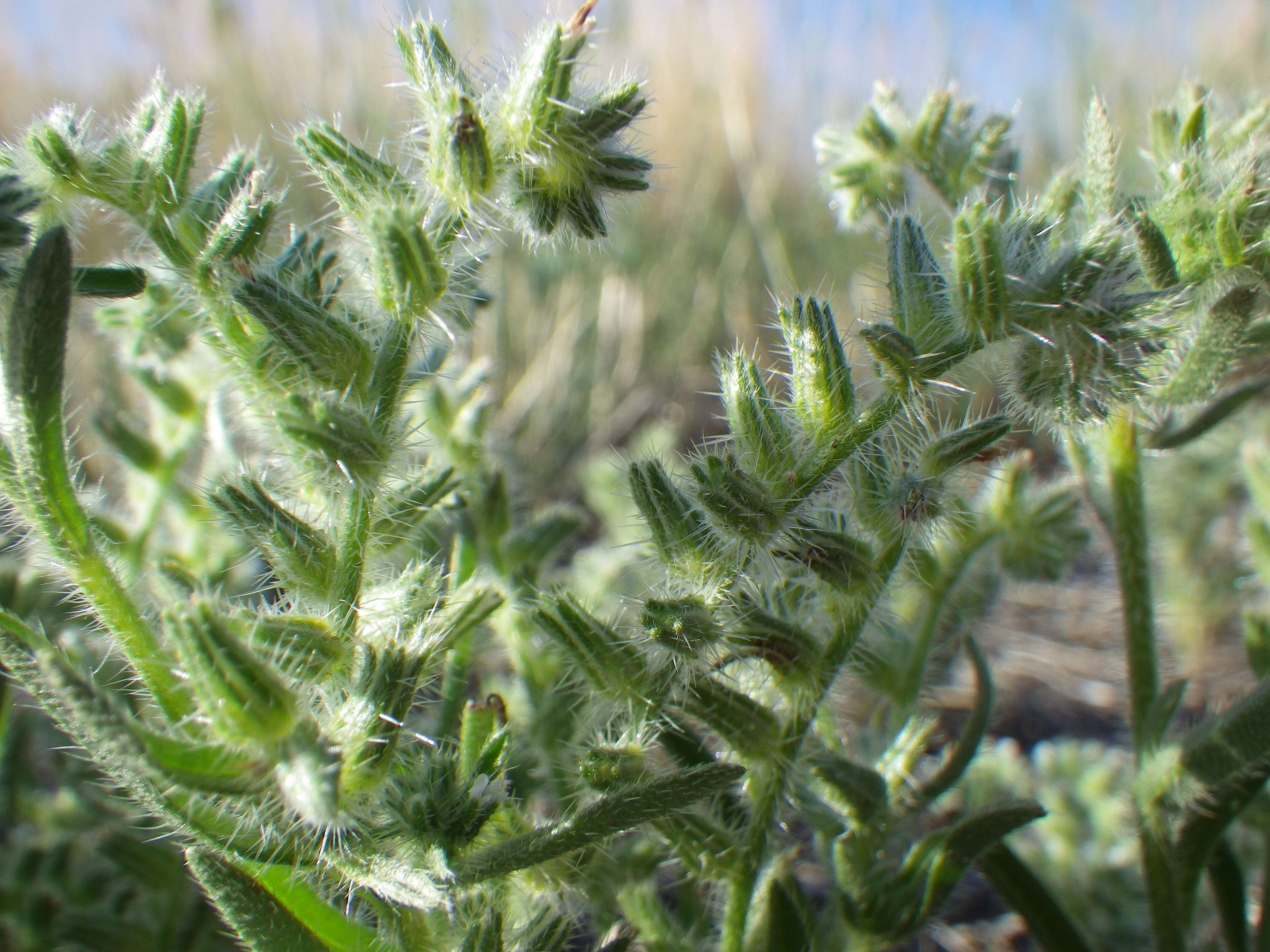 صورة Cryptantha scoparia A. Nels.