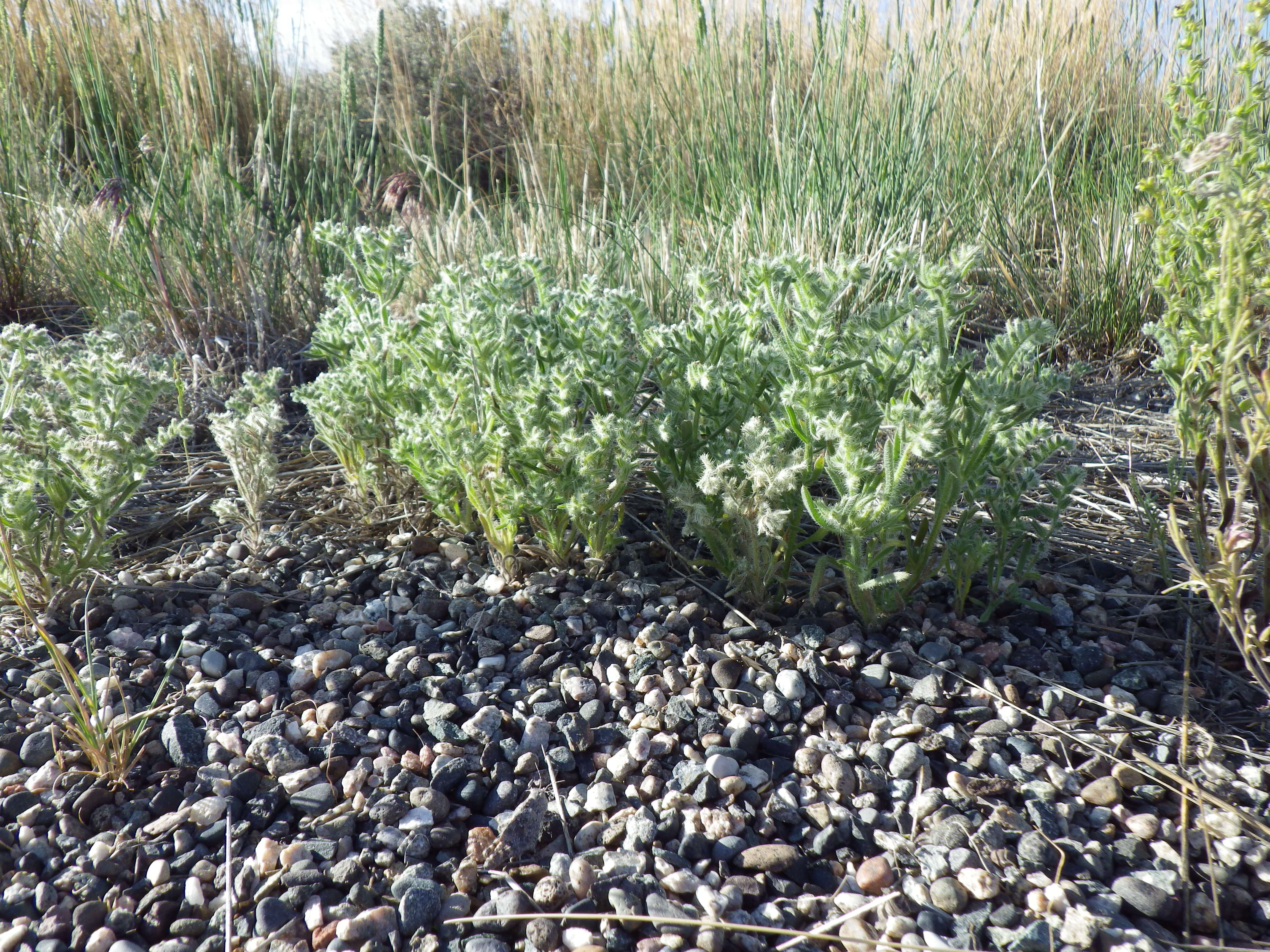 Image de Cryptantha scoparia A. Nels.