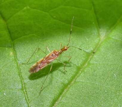 Dicyphus famelicus (Uhler 1878)的圖片