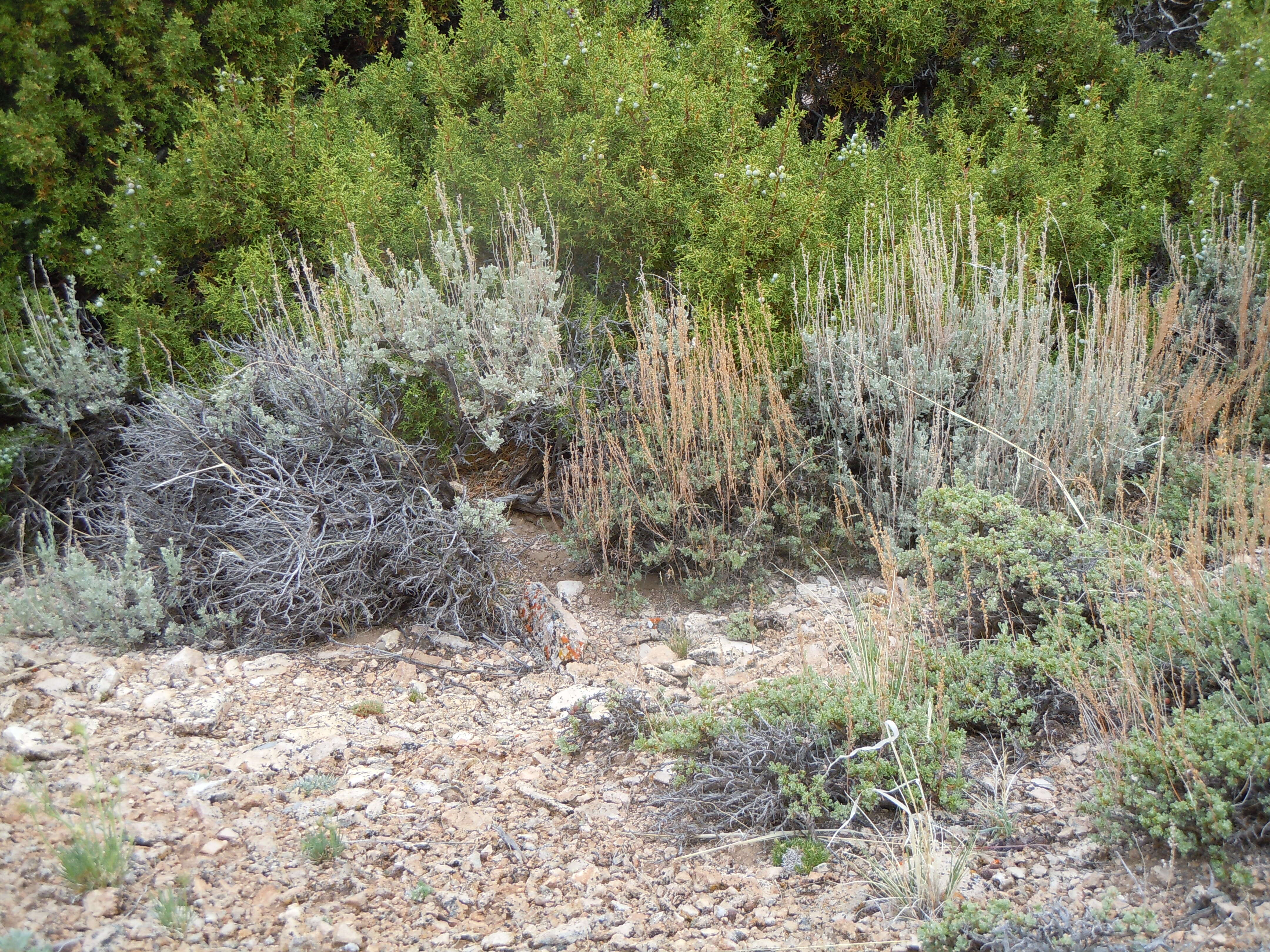 Image of Bigberry Juniper