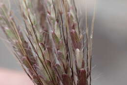 Image de Dichanthium annulatum var. papillosum (Hochst. ex A. Rich.) de Wet & Harlan