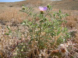 Image of tanseyleaf tansyaster