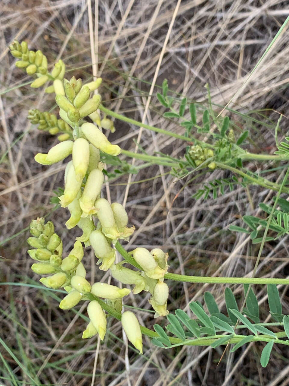 Image of hillside milkvetch