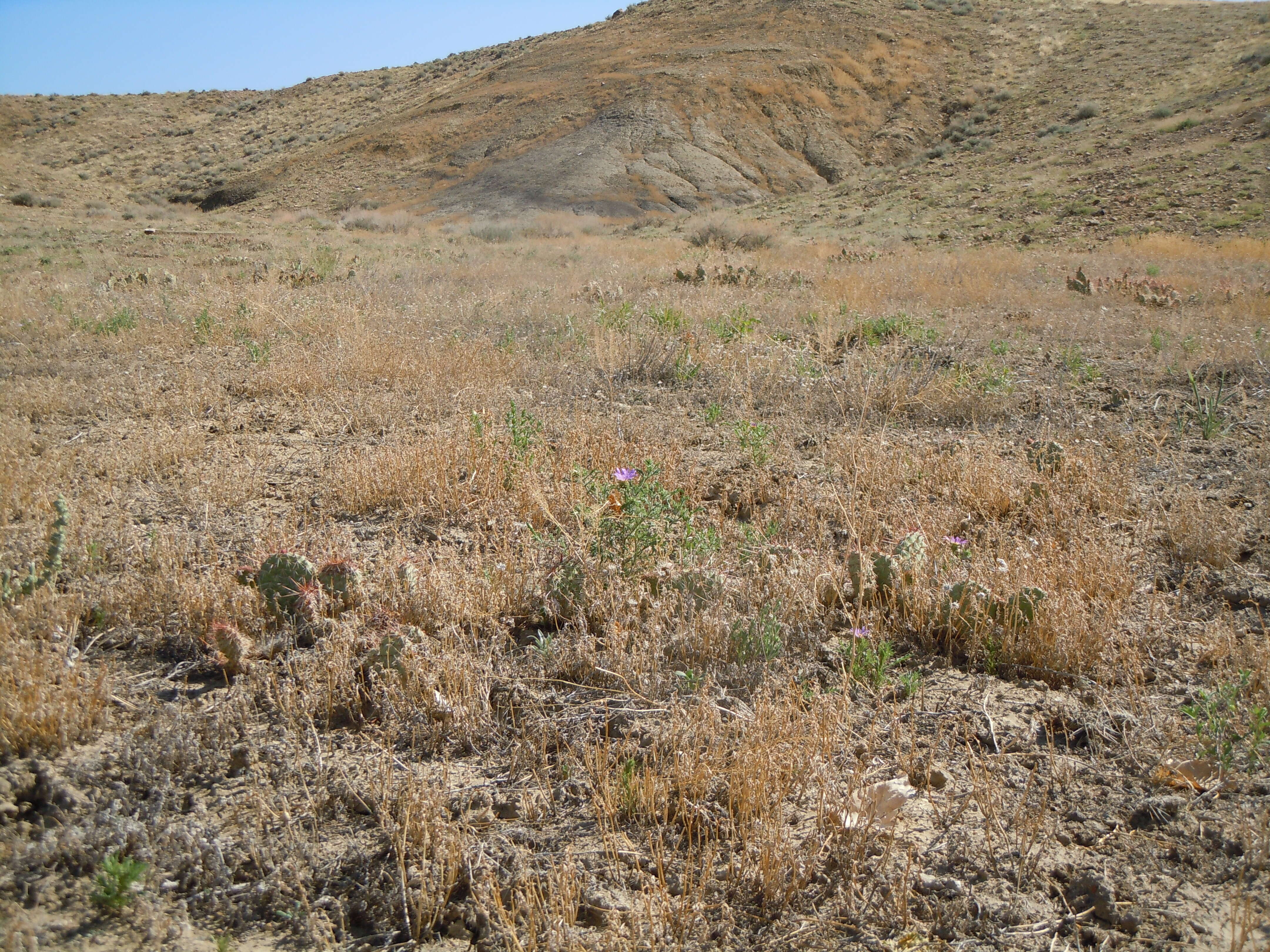 Image of Panhandle Prickly-pear