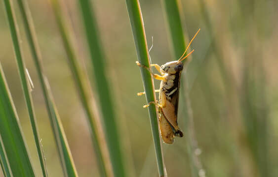 Melanoplus glaucipes (Scudder & S. H. 1875)的圖片