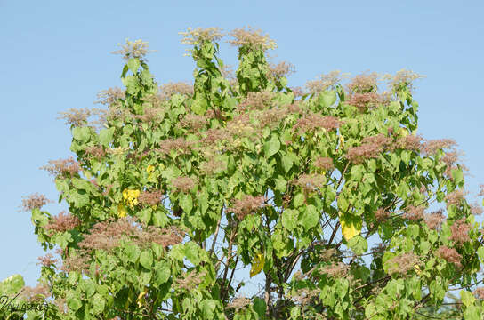 Image of Heliocarpus terebinthinaceus (DC.) Hochr.