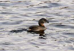 Image of Pied-billed Grebe