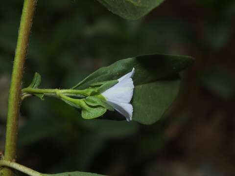 Image of Oval-Leaf Clustervine