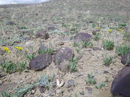 Image de Platyschkuhria integrifolia (A. Gray) Rydb.