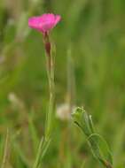 Слика од Dianthus deltoides L.