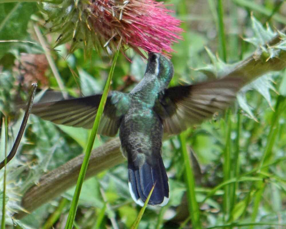 Image of Blue-throated Hummingbird