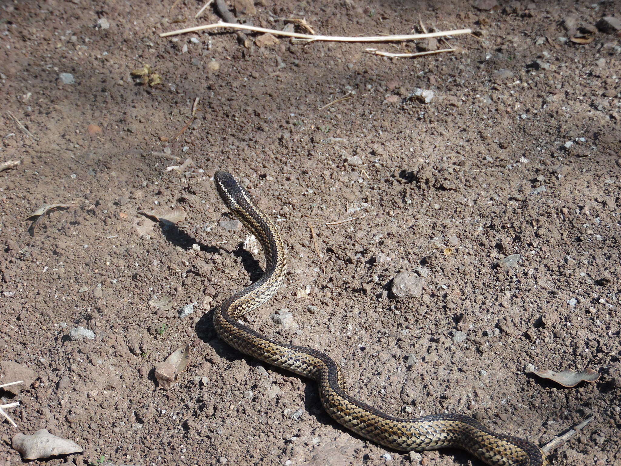 Philodryas chamissonis (Wiegmann 1835) resmi