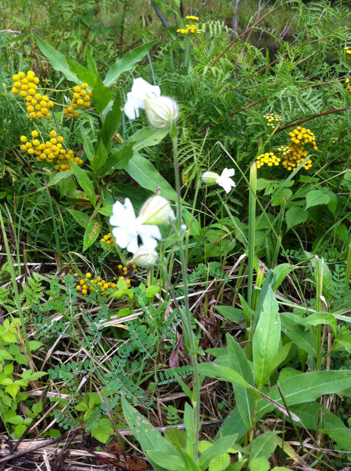 Imagem de Silene latifolia Poir.