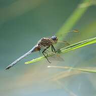 Image of Keeled Skimmer