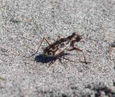 Image of Cicindela (Cicindelidia) trifasciata australis (Peña & Barria 1973)