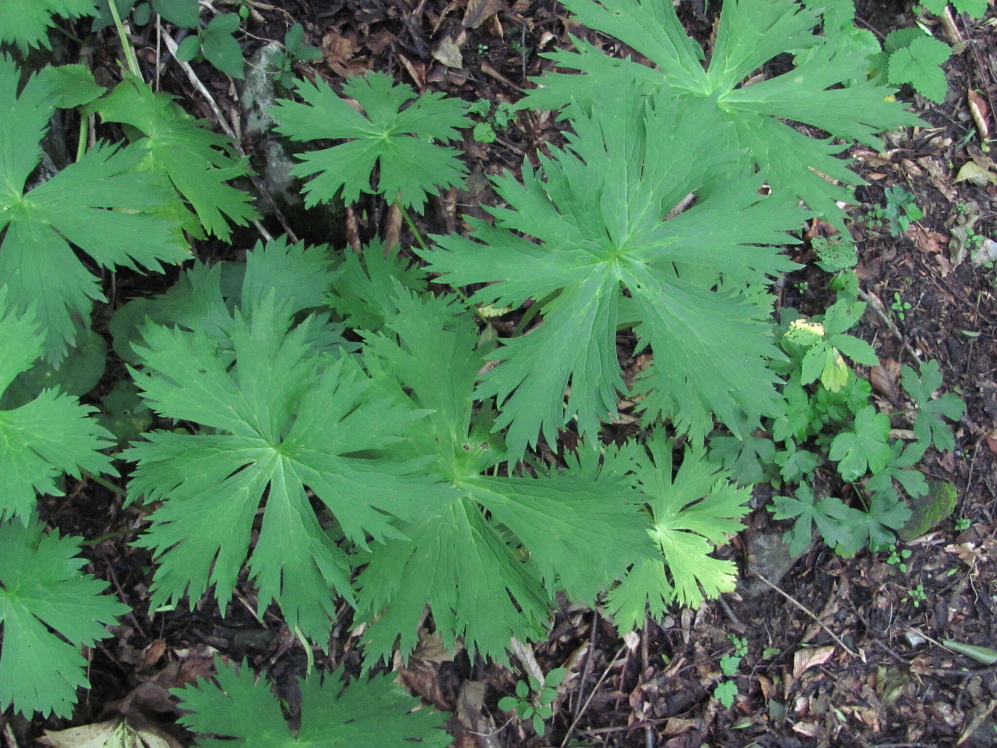 Aconitum orientale Mill.的圖片