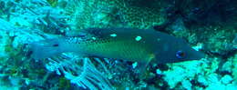 Image of Bodianus diana