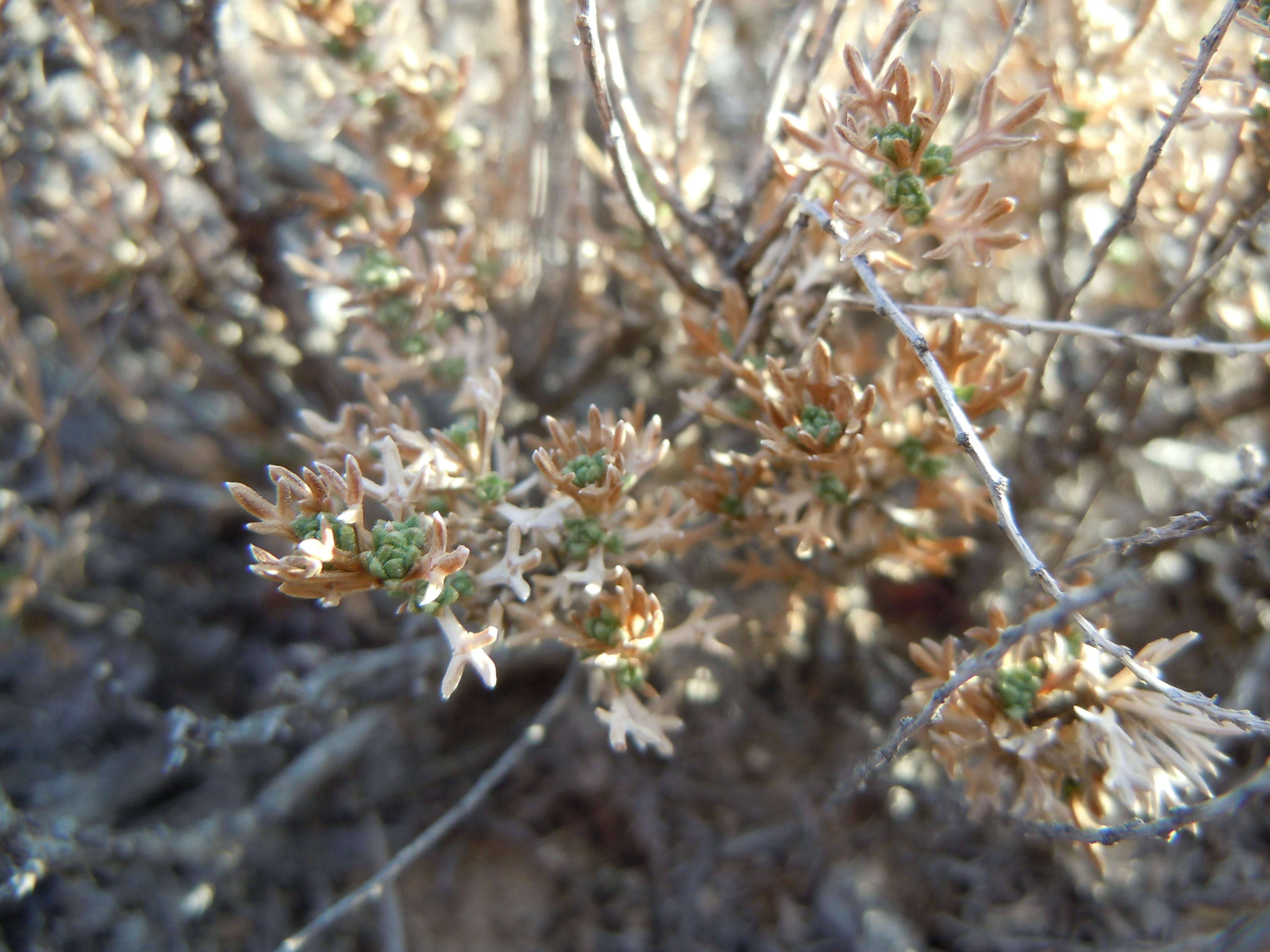 Image of pygmy sagebrush