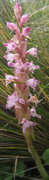 Image of Pink candle orchid