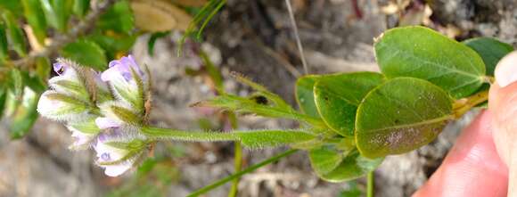 Plancia ëd Otholobium thomii (Harv.) C. H. Stirt.