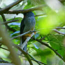 Image of Rufous-throated Solitaire