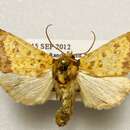 Image of Golden Borer Moth
