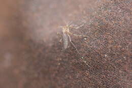 صورة Aedes camptorhynchus (Thomson 1869)