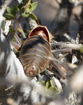 Image of Armoured Katydid