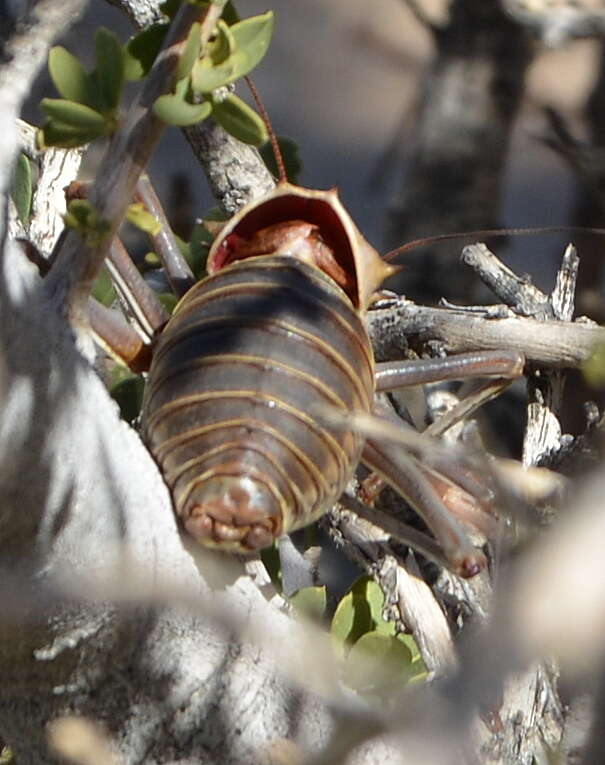 Image of Armoured Katydid